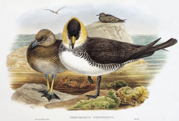 Pomarine Jaeger, lithograph from Birds of Great Britain