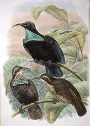 Ptiloris Paradiseus, Rifle Bird of Paradise
