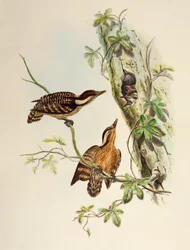Sunda Woodpecker (Dendrocopos moluccensis), lithograph from Birds of Asia