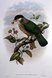 White Eared Catbird - Ailuroedus Buccoides (colour litho)