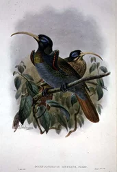 White Sickle-billed Bird of Paradise