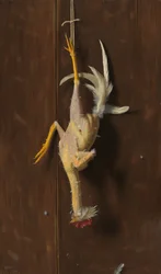 Plucked Clean