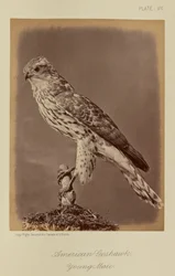 American Goshawk, Young Male