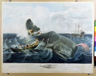 Capturing a Sperm Whale