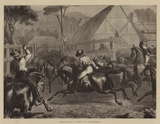 Mustering Cattle in Australia