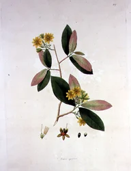 Ochna squarrosa, illustration from 