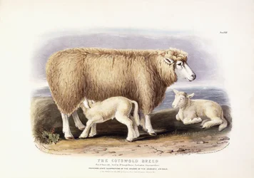 The Cotswold Breed, Ewe, 8 Years Old