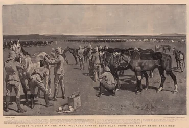 Patient Victims of the War, Wounded Horses Sent Back from the Front Being Examined
