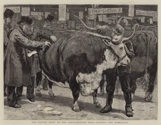 The Cattle Show at the Agricultural Hall, judging the Herefords