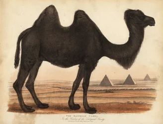 Bactrian camel, Camelus bactrianus