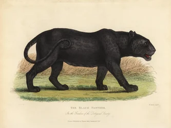 Black Panther, Panthera pardus or Panthera onca.