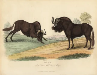 Black wildebeest, Connochaetes gnou