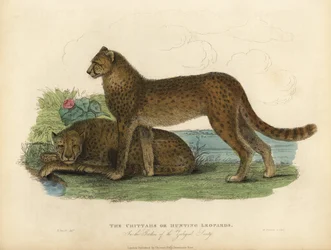Cheetah, Acinonyx jubatus
