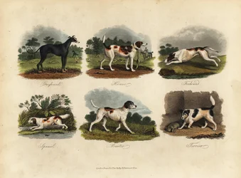 Greyhound, Harrier, Foxhound, Spaniel, Pointer, Terrier
