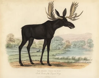 Moose or Elk