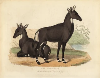 Nilgai or Blue Bull, Boselaphus Tragocamelus