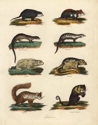 Rodent species.