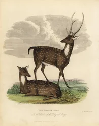 Swamp Deer or Barasingha, Rucervus Duvaucelii