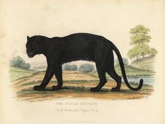 The Black Leopard, Panthera pardus.