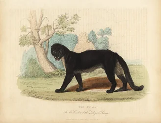 The Puma or Cougar, Puma concolor