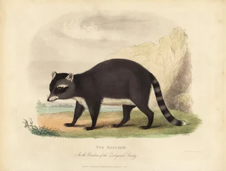 The Raccoon, Procyon lotor