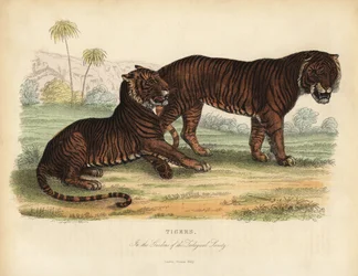 Tiger, Panthera Tigris, Endangered