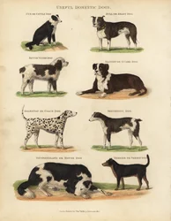 Useful Domestic Dogs, Canis Lupus Familiaris
