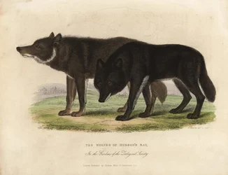 Wolves of Hudson Bay, Canis lupus