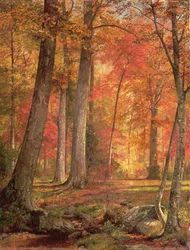 Path in the Forest