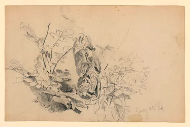 Study of Foliage