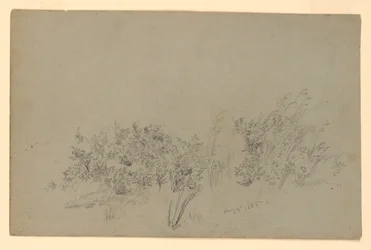 Study of Foliage
