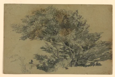 Study of Foliage
