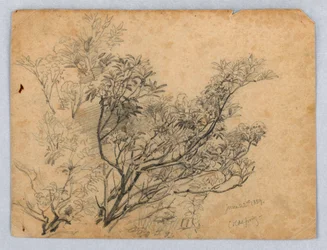 Study of Foliage