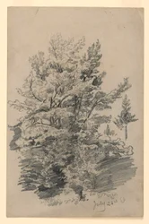 Study of Foliage