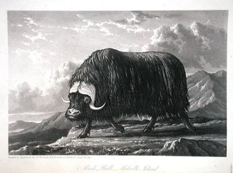 Musk Bull, Melville Island, from Journal of a Voyage for the Discovery of a North West Passage from the Atlantic to the Pacific performed in the Years 1819-20, by William Edward Parry, published 1821