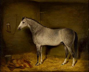 Arab Horse in a loose box
