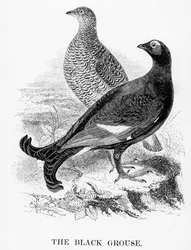 The Black Grouse, illustration from 