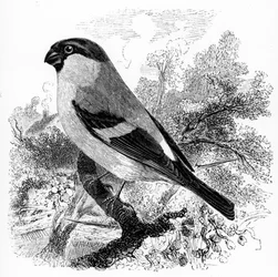 The Bullfinch, illustration from 