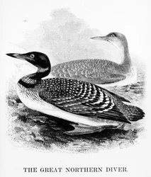 The Great Northern Diver, illustration from 