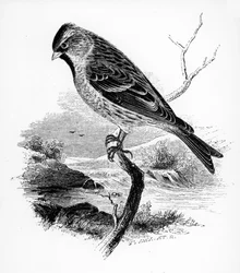 The Lesser Redpole, illustration from 