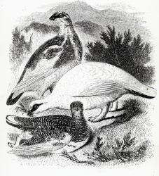 The Ptarmigan, Illustration from 