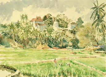 Lankatilaka from the paddy fields
