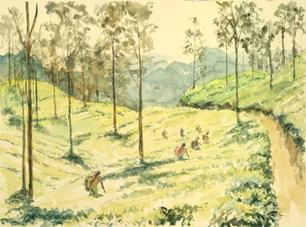 Tea Pickers Near Ella