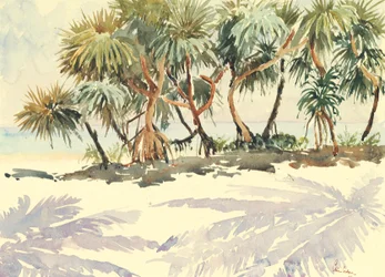 Straw trees, Bentota