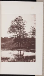 Ash Trees on the Banks of Turtle Pond, Beverly