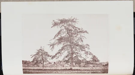 Tupelo Trees in a Field near the Outlet on the Old Essex Road in Beverly