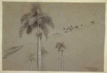 Royal Palm, Cuba, 1885