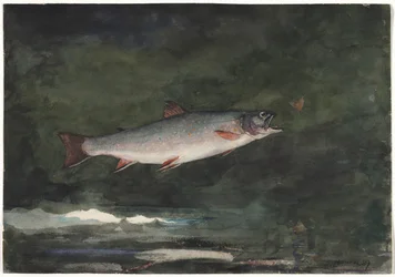 Leaping Trout, 1889