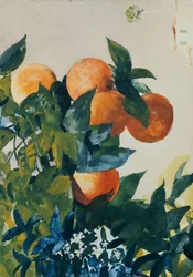 Oranges on a Branch