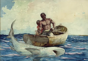 Shark Fishing